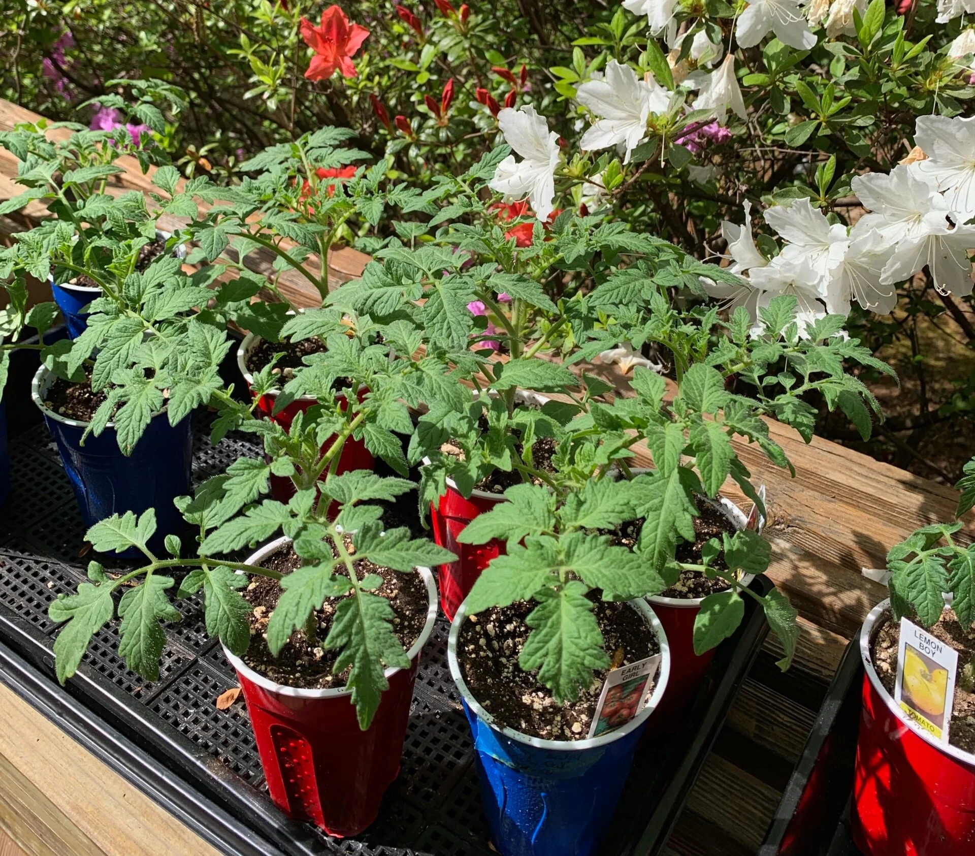 Beautiful tomato plants